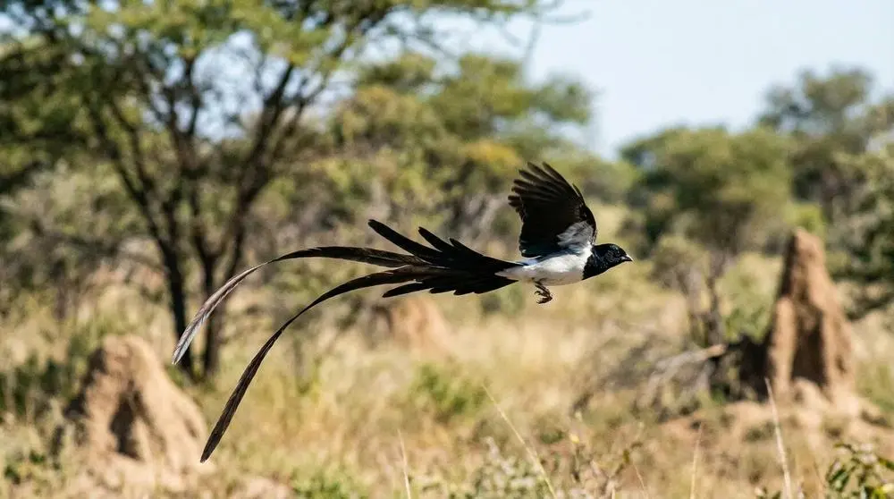 Long-tailed Paradise Whydah