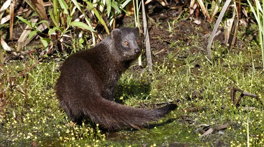 Marsh Mongoose