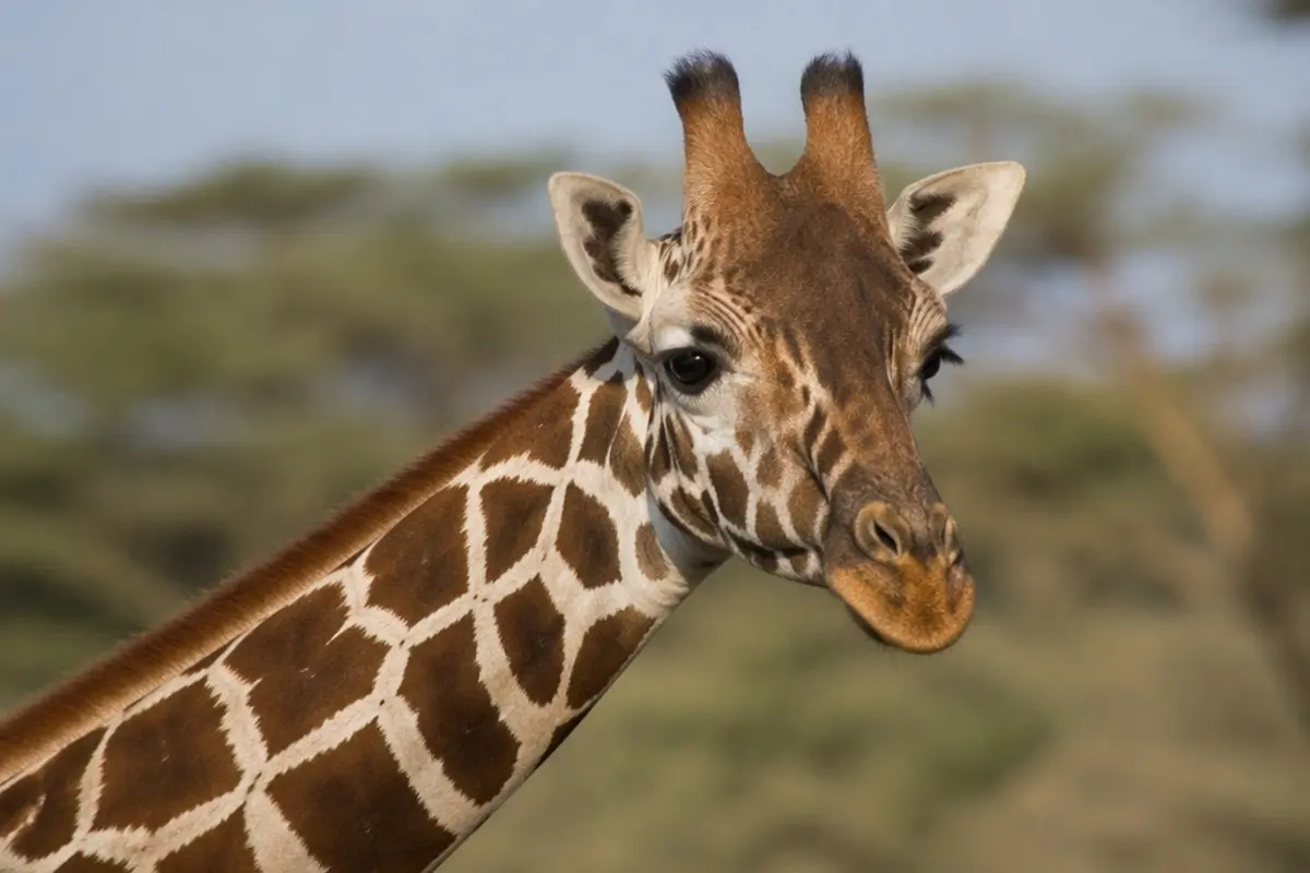 Massai-Giraffe