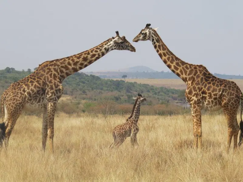Massai-Giraffe
