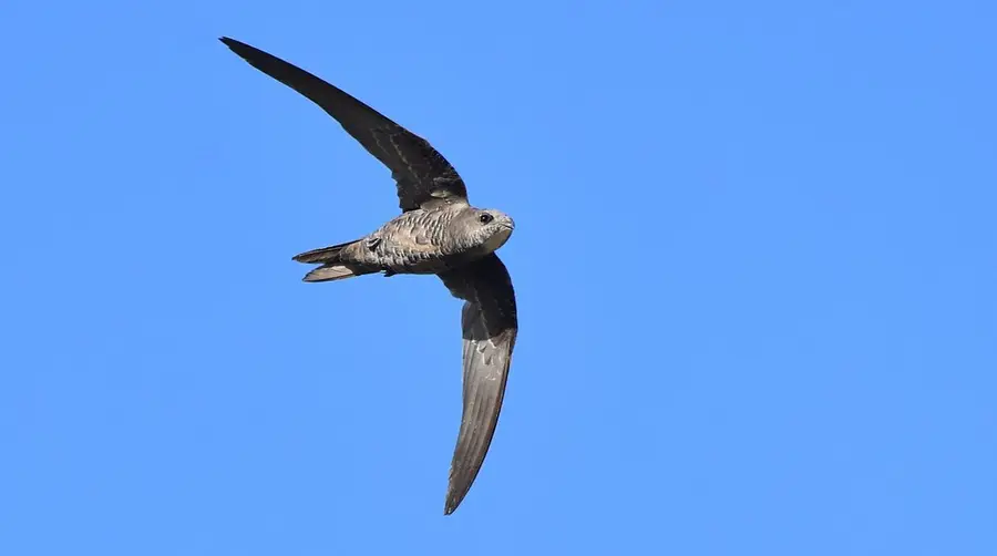 Mottled Swift