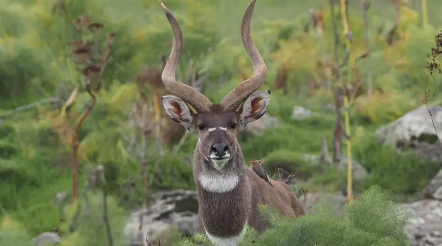 Mountain Nyala