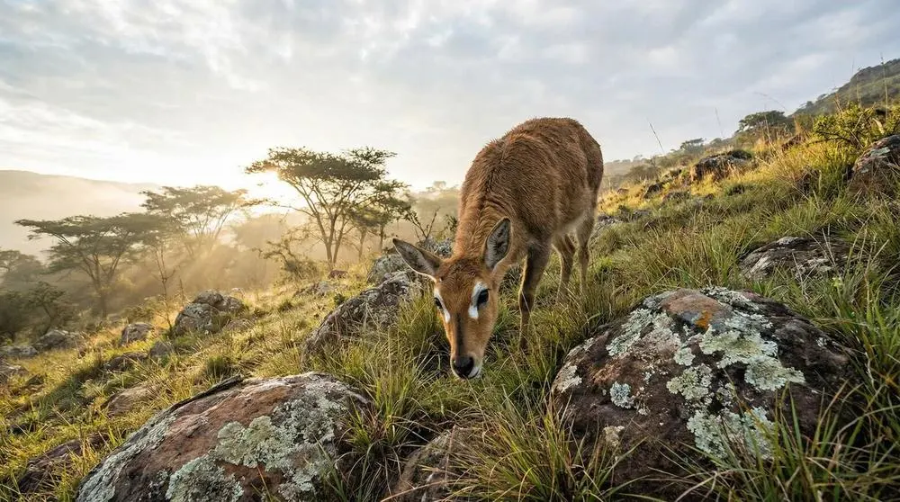 Berg-Reedbuck