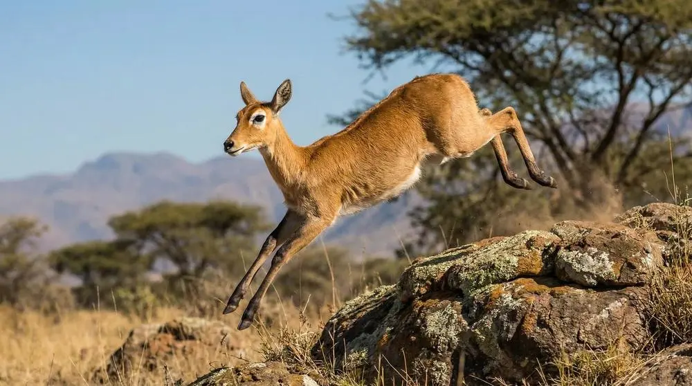 Berg-Reedbuck
