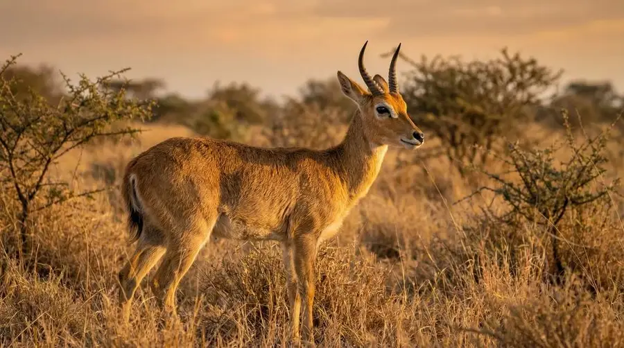 Berg-Reedbuck