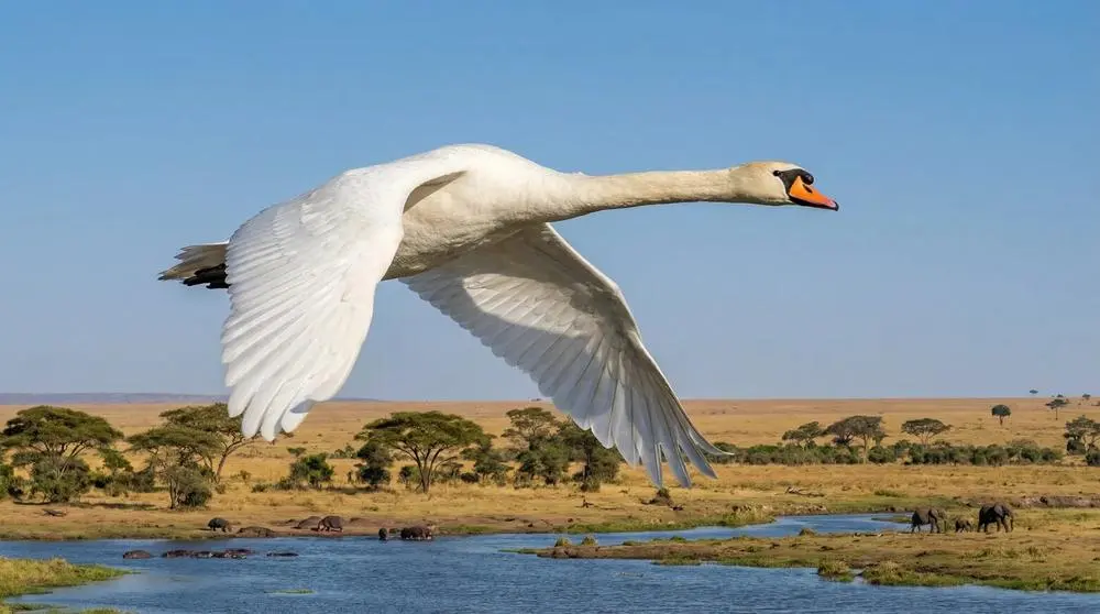 Höckerschwan