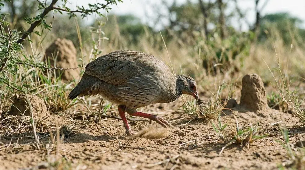 Natal-Francolin