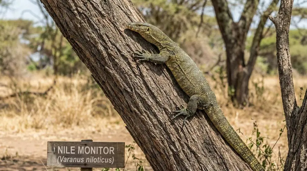 Wildtiere, die du in Botswana sehen kannst