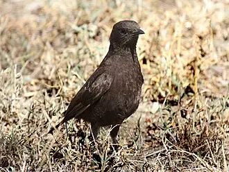 So entdeckst du den Nord-Termitenschmätzer auf einer Afrika-Safari