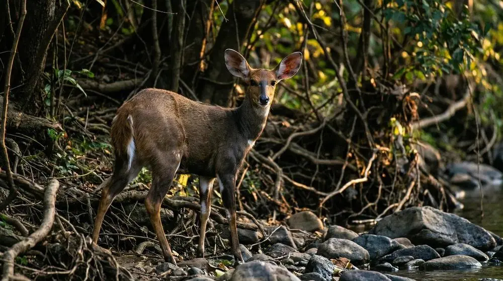 Northern Bushbuck