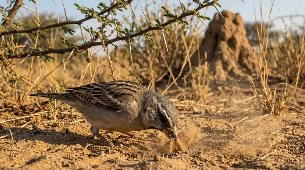 الحياة البرية التي يمكنك رؤيتها في كينيا