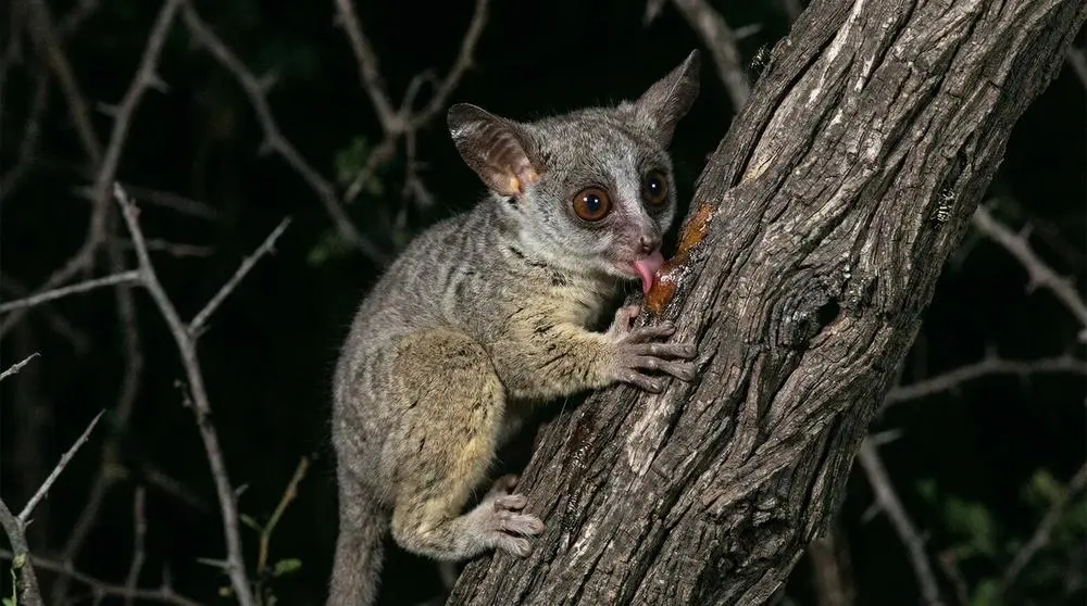 Northern Lesser Galago