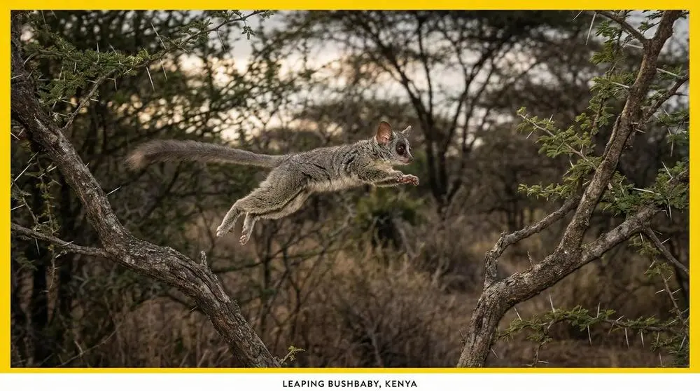 Northern Lesser Galago