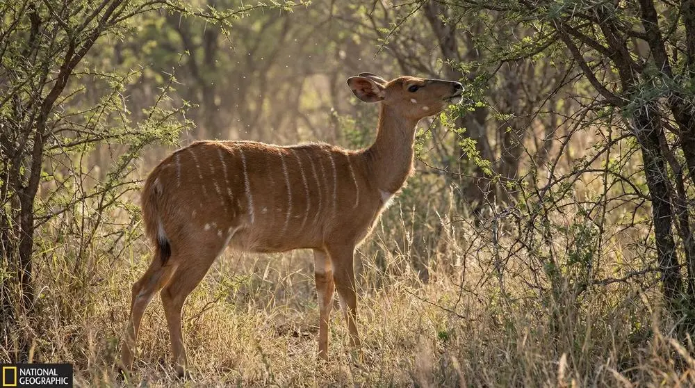 نيالا