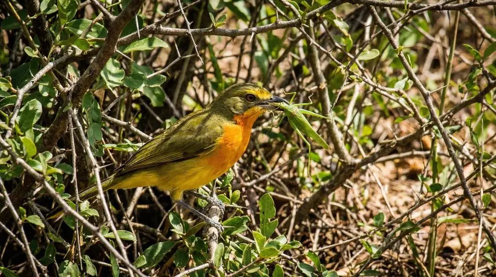 Orange-breasted Bush-shrike