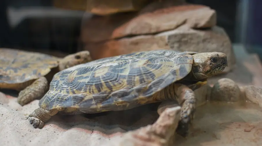 Pancake Tortoise