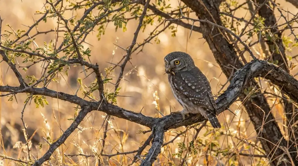 بومة صغيرة منقطة باللؤلؤ