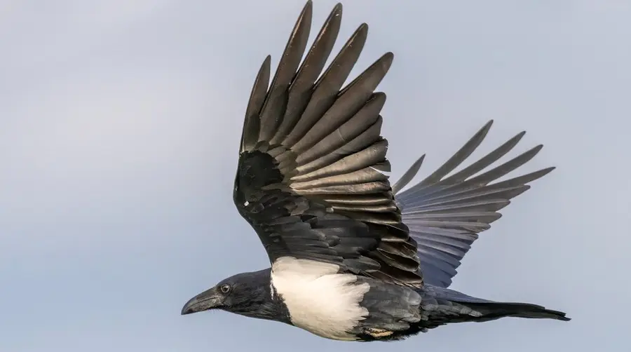 Pied Crow