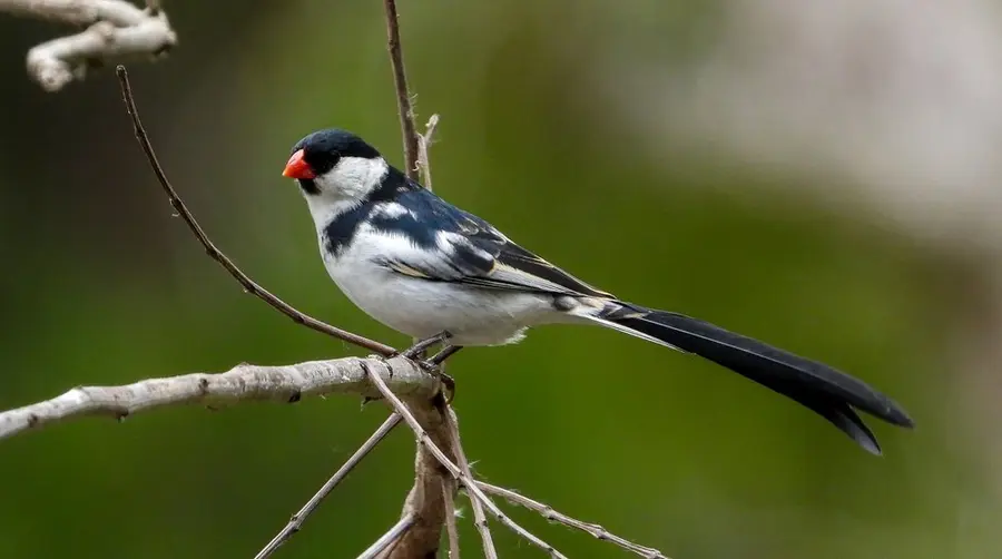 Pin-tailed Whydah
