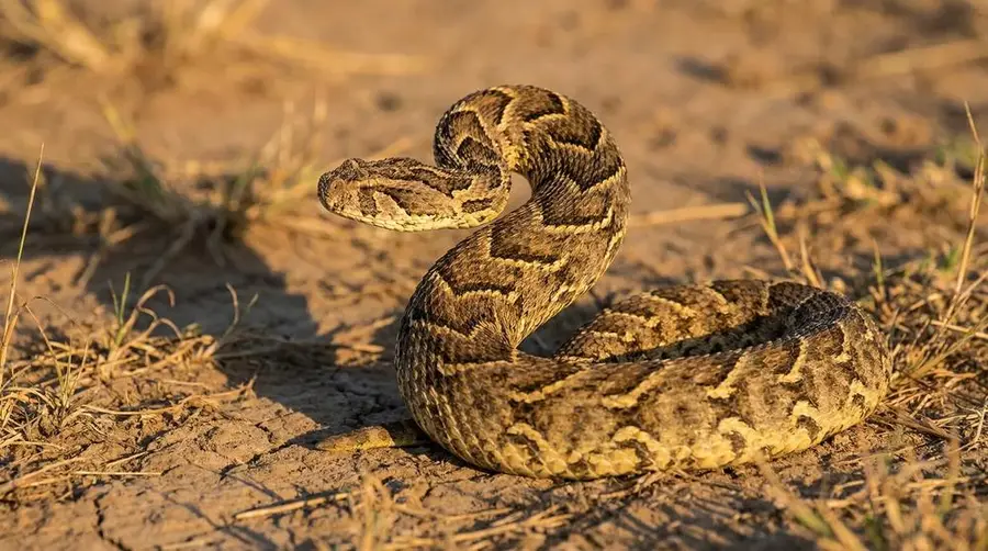 So entdeckst du den Puffotter auf einer Afrika-Safari