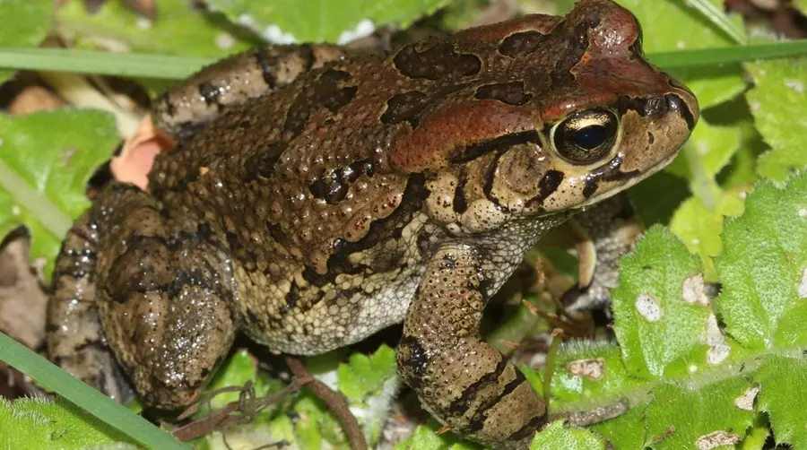 Raucous Toad