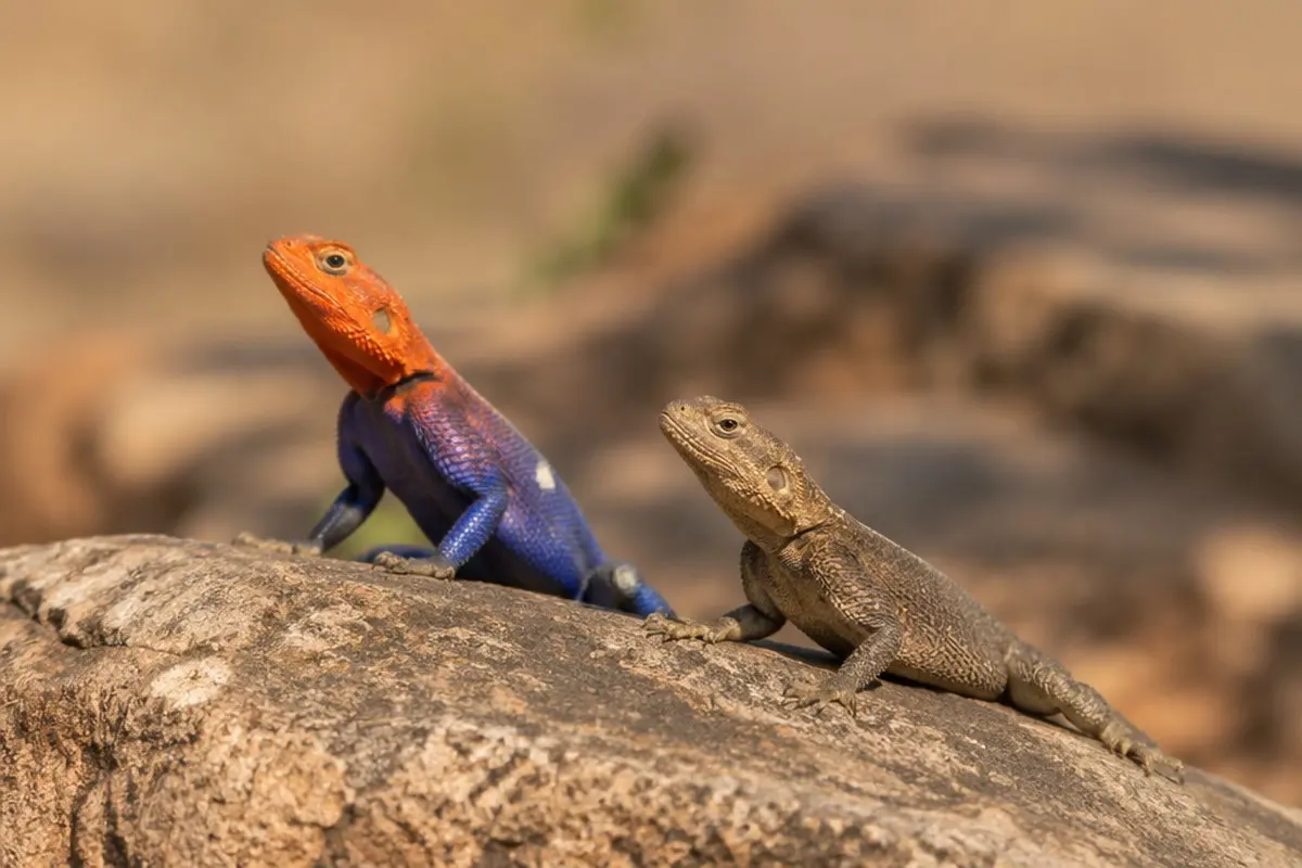 Red-headed Rock Agama