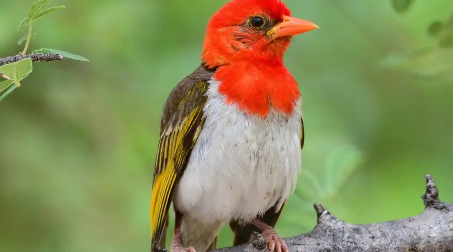 Red-headed Weaver