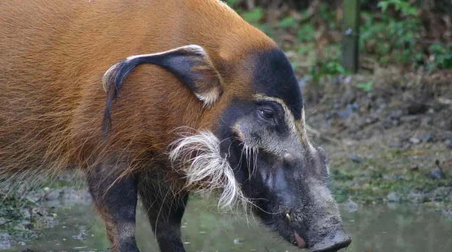 Red River Hog