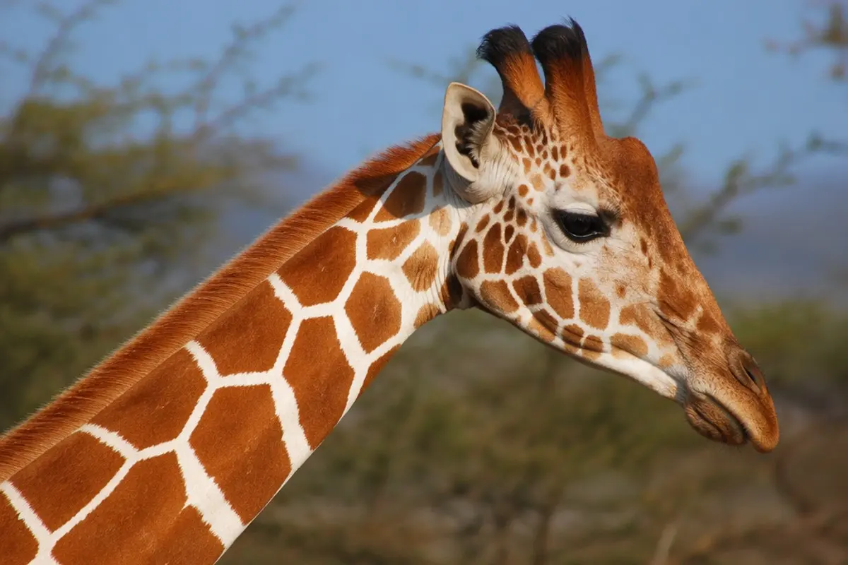 Netzgiraffe