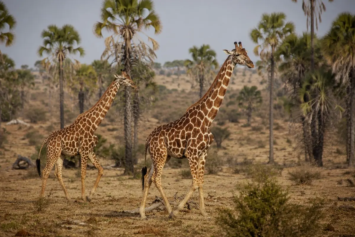 Netzgiraffe