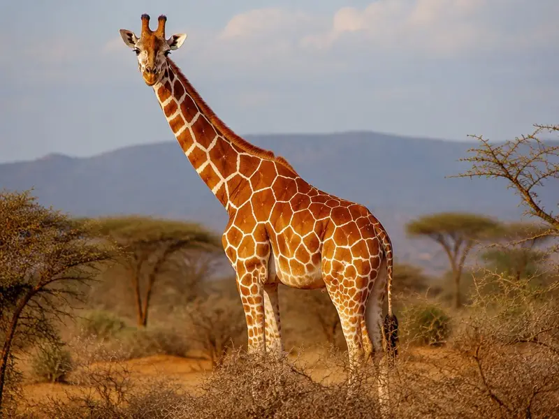 Netzgiraffe