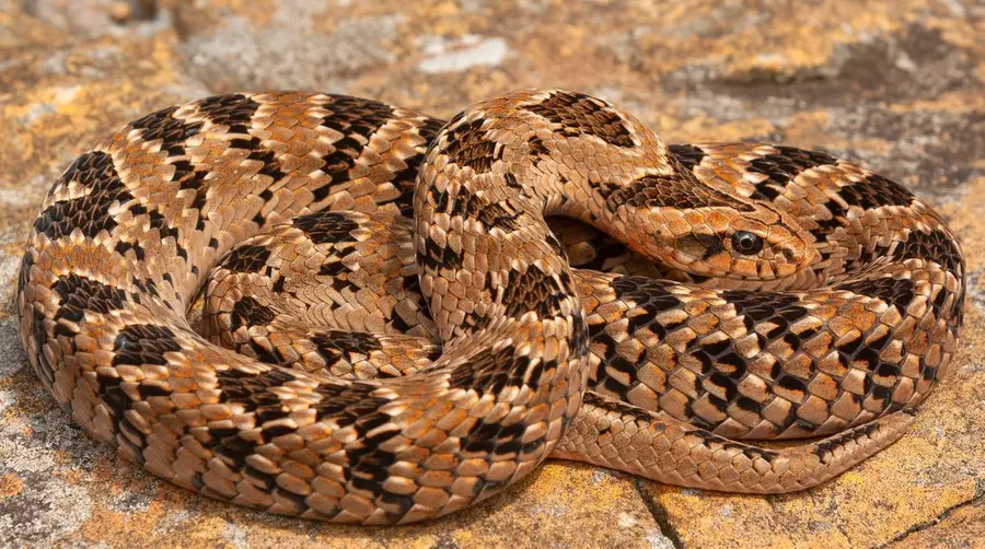 Rhombic Night Adder