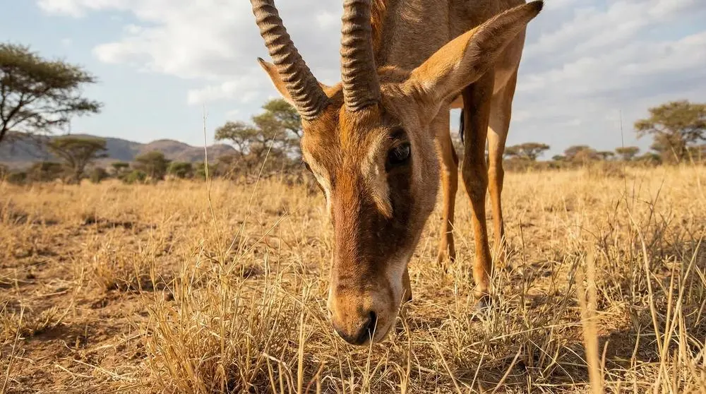 Roan-Antilope