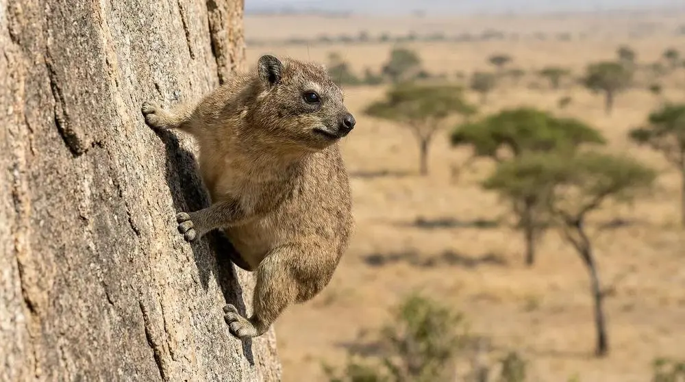 Felsenhyrax