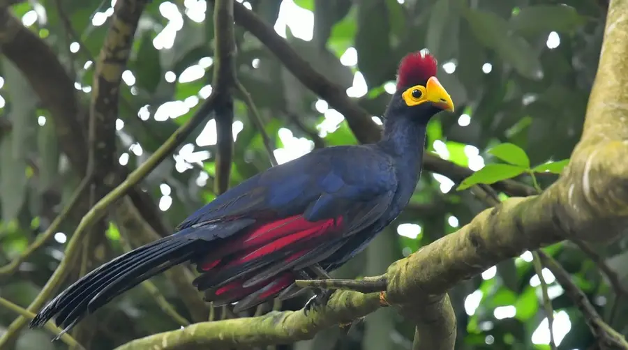 Ross's Turaco