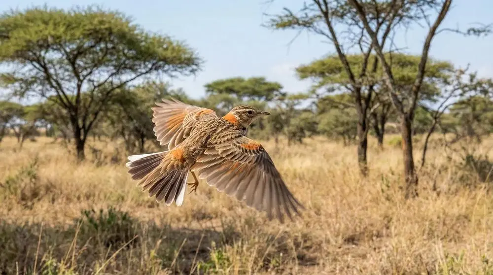 Comida y gastronomía en un safari