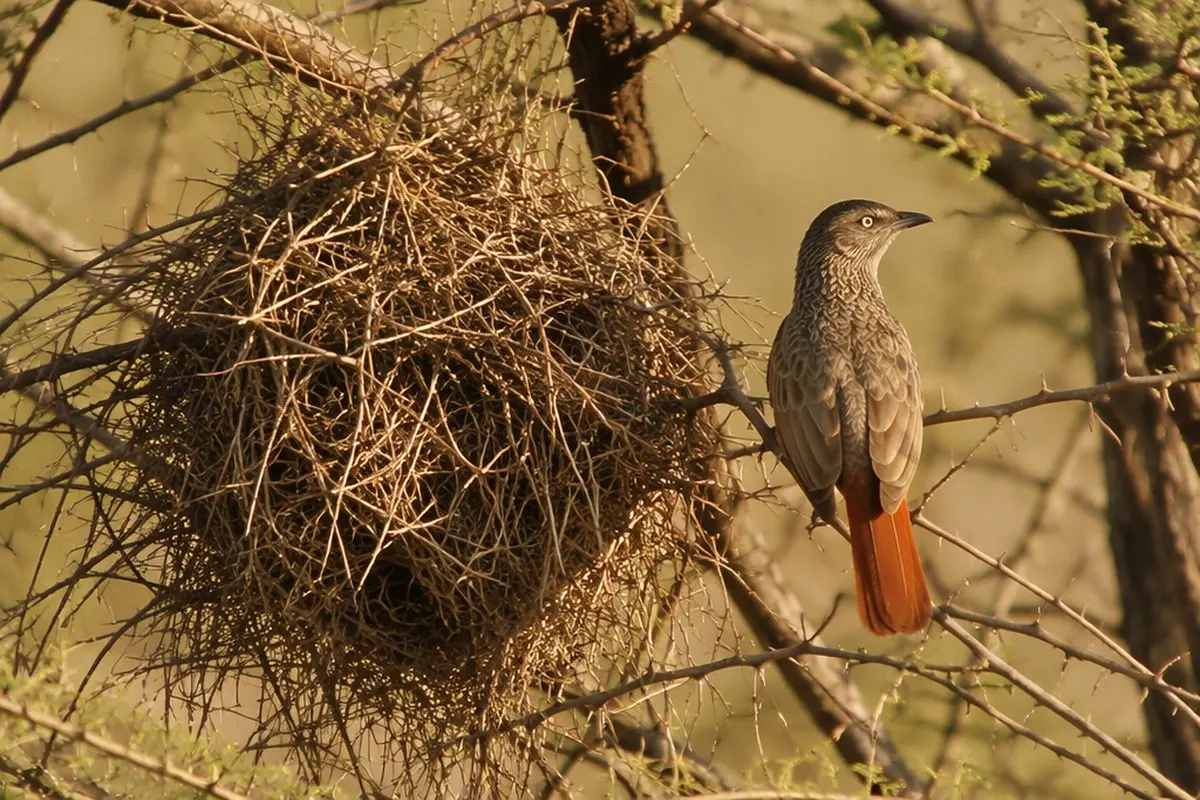 Rostschwanzweber