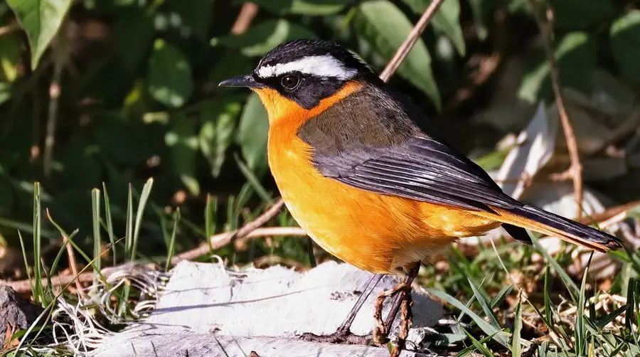 Rüppell's Robin-Chat