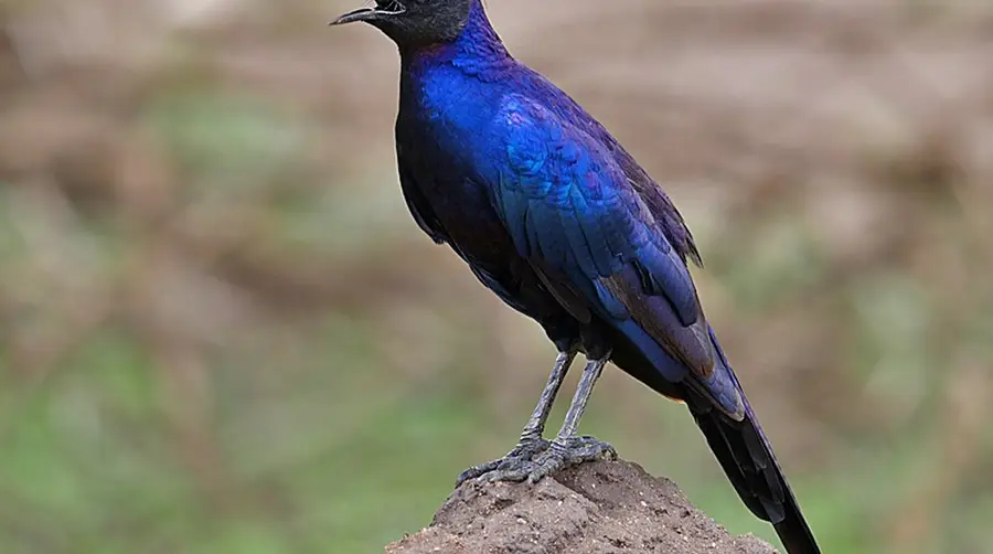 Rüppell's Starling
