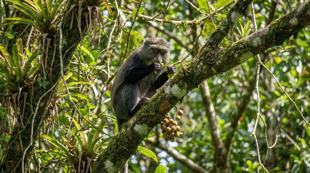 So fotografierst du den Samango-Affe auf Safari