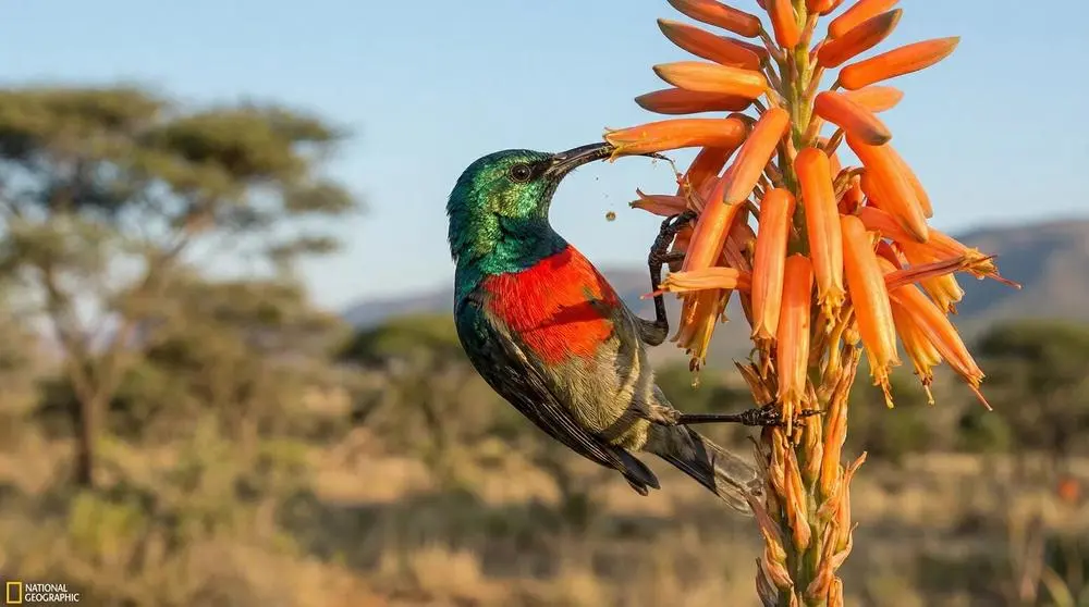 ¿Cuántos días necesitas para un safari?