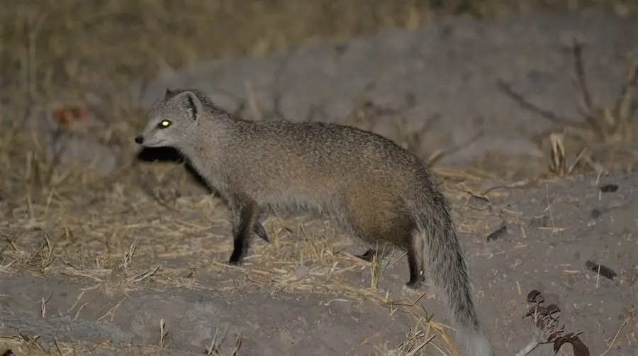 Selous's Mongoose