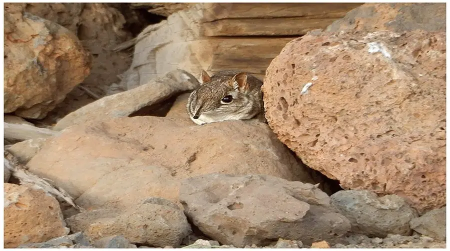 سنجي