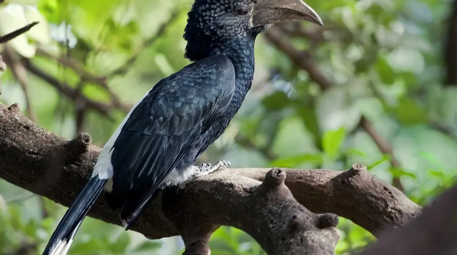 How to Spot the Silvery-cheeked Hornbill on an African Safari