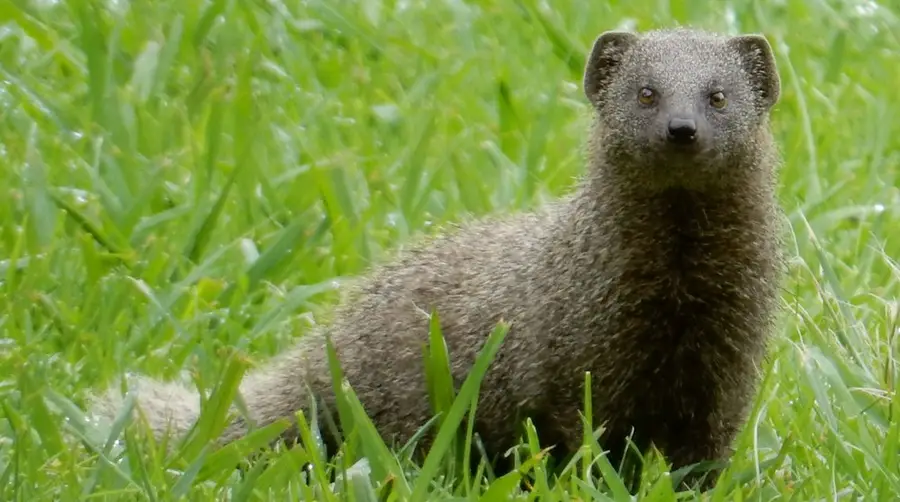 Small Grey Mongoose