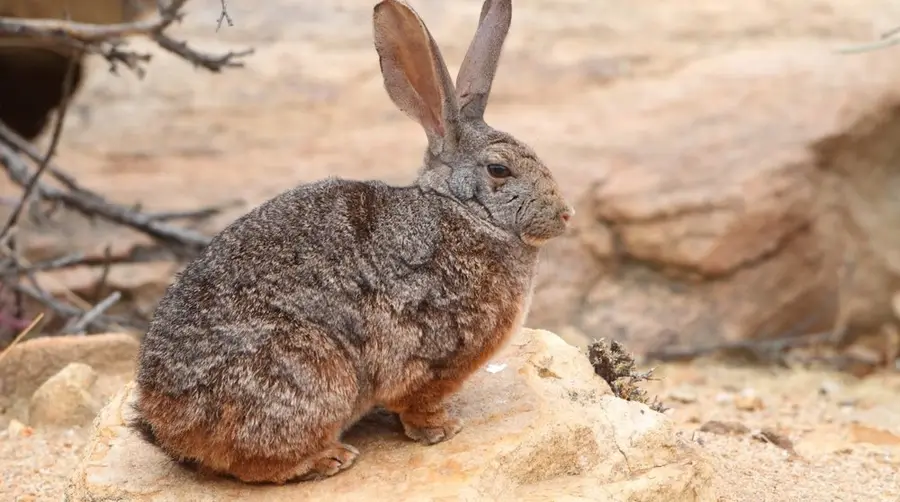 Smith's Red Rock Hare