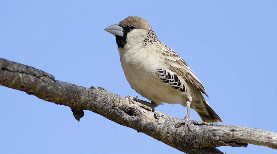 Sociable Weaver