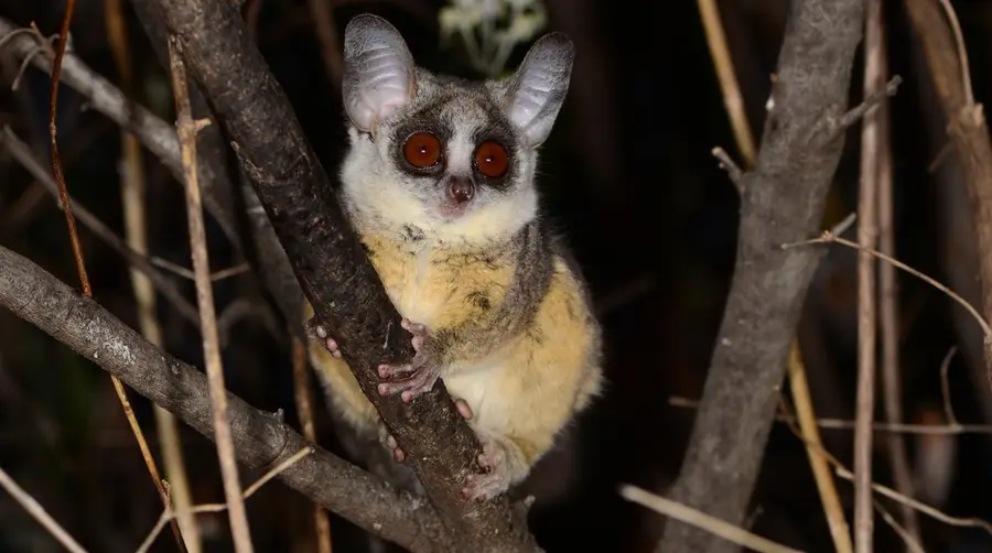 アフリカのサファリでミナミアフリカショウガラゴを見つける方法