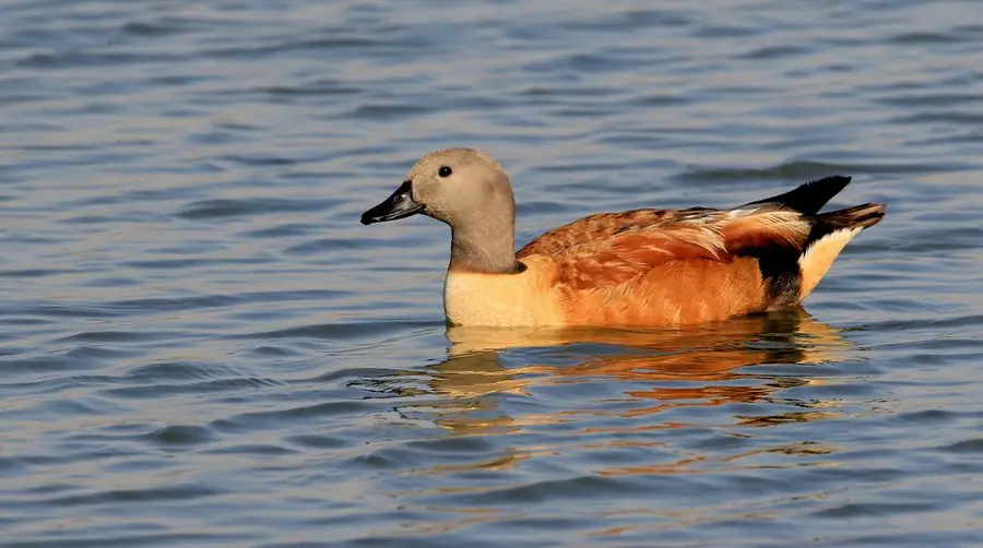 South African Shelduck