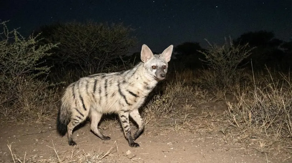 Südlicher Erdwolf